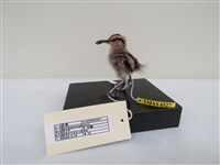 藏品(彩鷸)的圖片